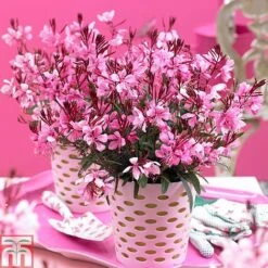 Gaura Lindheimeri 'Gaudi Rose'