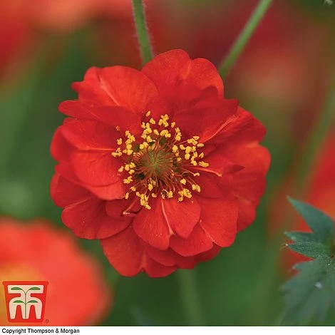 Geum 'Blazing Sunset' - Image 5