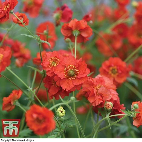 Geum 'Blazing Sunset' - Image 6
