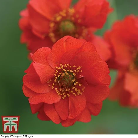 Geum 'Blazing Sunset' - Image 3