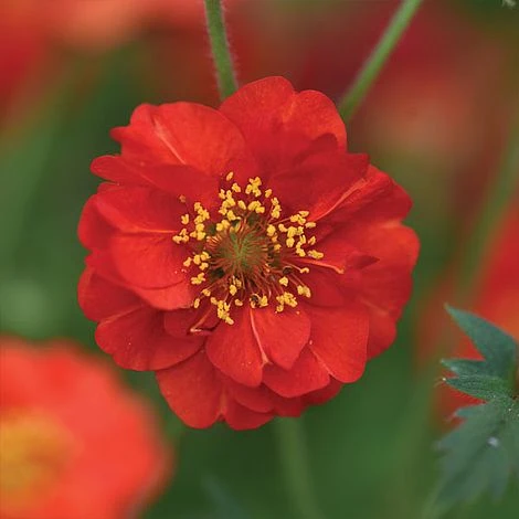 Geum 'Blazing Sunset' - Image 4