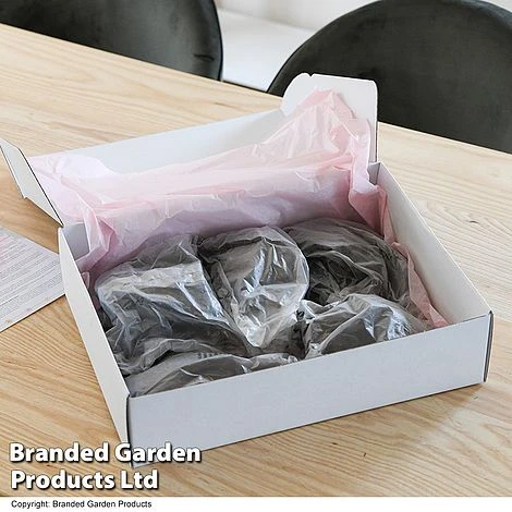 Dahlia 'Linda's Baby' Collection - Image 4