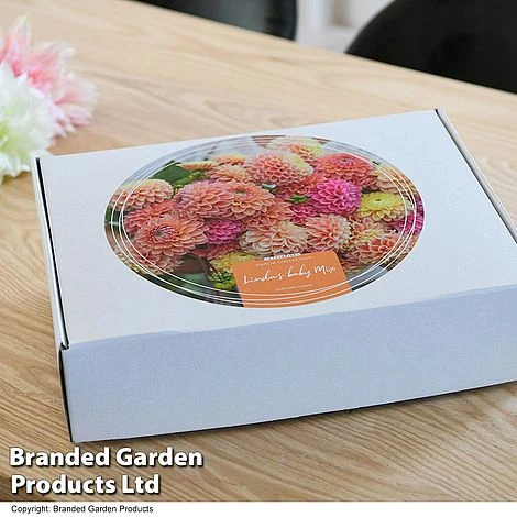 Dahlia 'Linda's Baby' Collection - Image 2