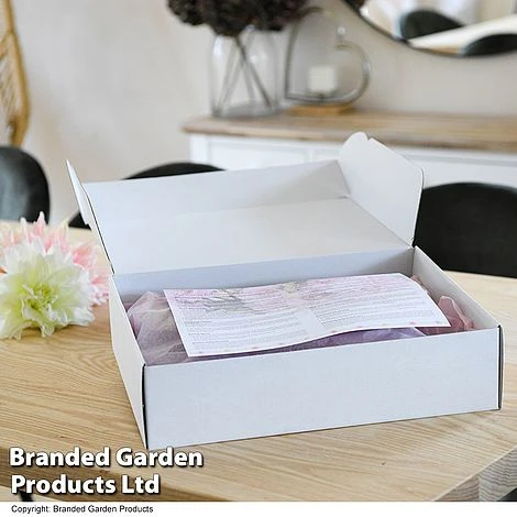 Dahlia 'Linda's Baby' Collection - Image 5