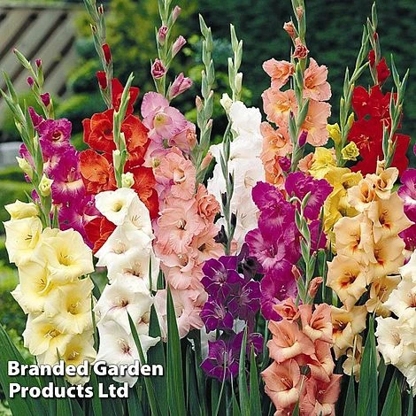 Gladioli Mixed - Image 2