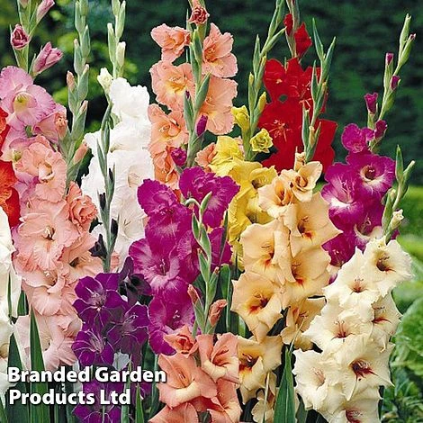 Gladioli Mixed - Image 3