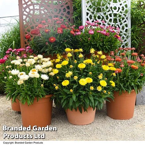 Granvia® 'Giant Flowered Collection' - Image 2