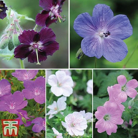 Geranium Hardy Mixed