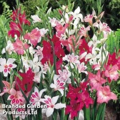 Gladioli 'Nanus Mix'