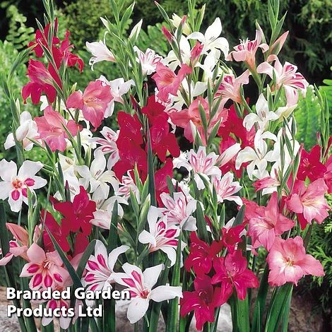 Gladioli 'Nanus Mix'