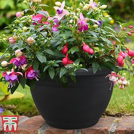 Fuchsia Trailing Pre-Planted Basket - Image 5