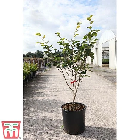 Hamamelis X Intermedia 'Ruby Glow'