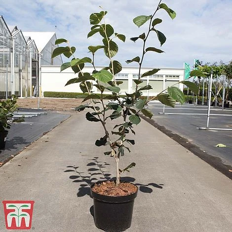 Hamamelis X Intermedia 'Westerstede' - Image 3