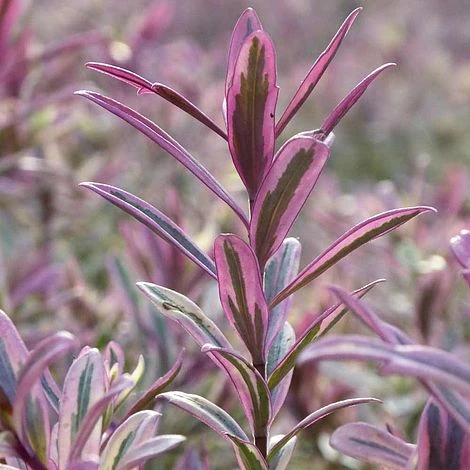 Hebe 'Heartbreaker' - Image 2