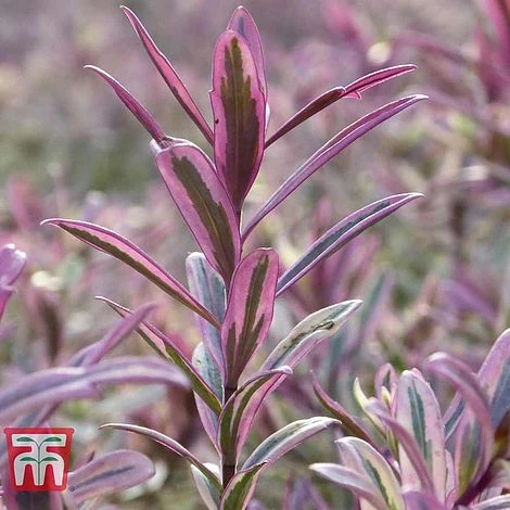 Hebe 'Heartbreaker' - Image 3