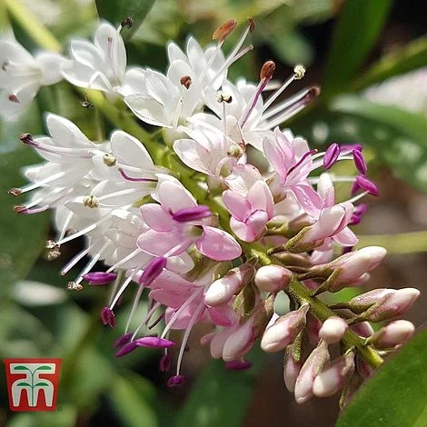 Hebe 'Nicola's Blush' - Image 2