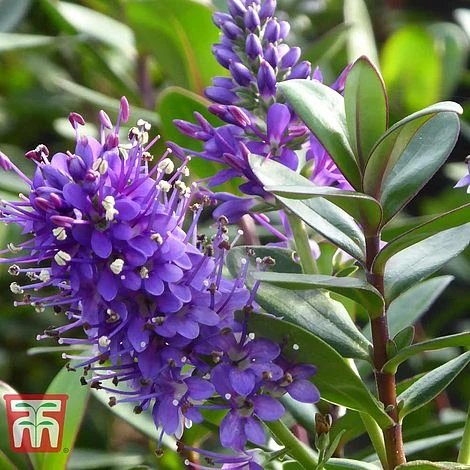 Hebe 'Autumn Glory' - Image 2