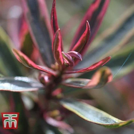 Hebe 'Purple Shamrock' - Image 2