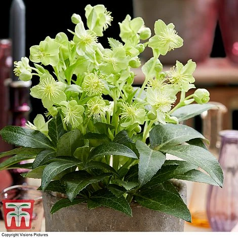 Hellebore 'Green Marble' - Image 2