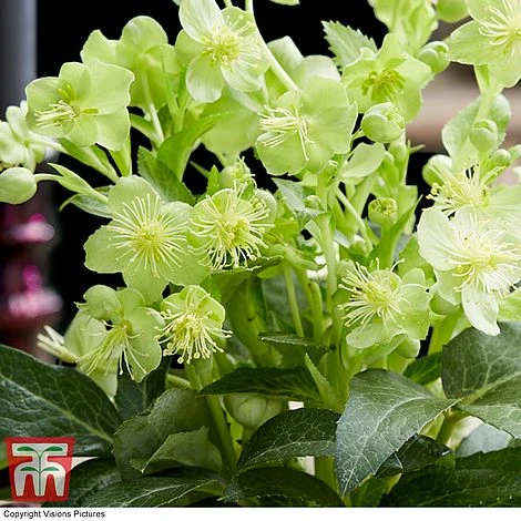 Hellebore 'Green Marble' - Image 3