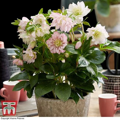 Hellebore 'Double Ellen Pink' - Image 3