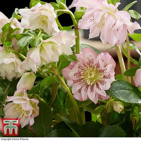 Hellebore 'Double Ellen Pink' - Image 2
