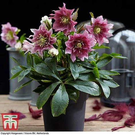 Hellebore 'Hello Amber' - Image 2