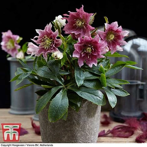 Hellebore 'Hello Amber' - Image 3