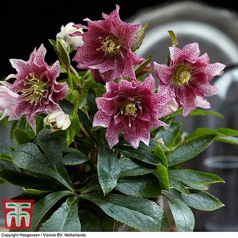 Hellebore 'Hello Amber' - Image 4