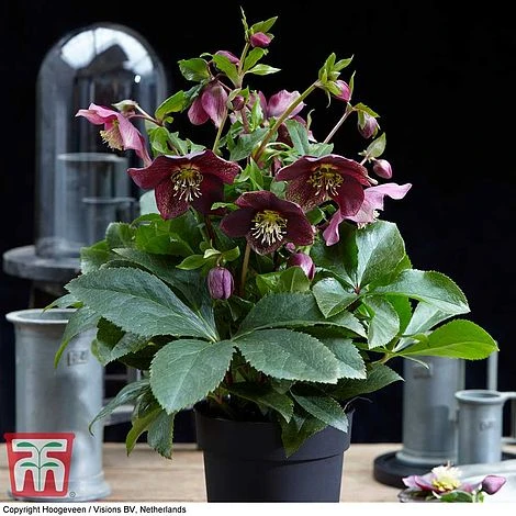 Hellebore 'Hello Ruby' - Image 2