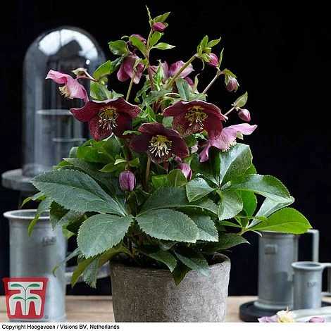 Hellebore 'Hello Ruby' - Image 4