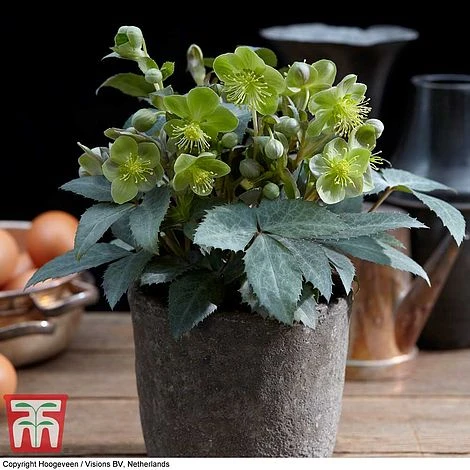 Hellebore 'Silver Dollar' - Image 3