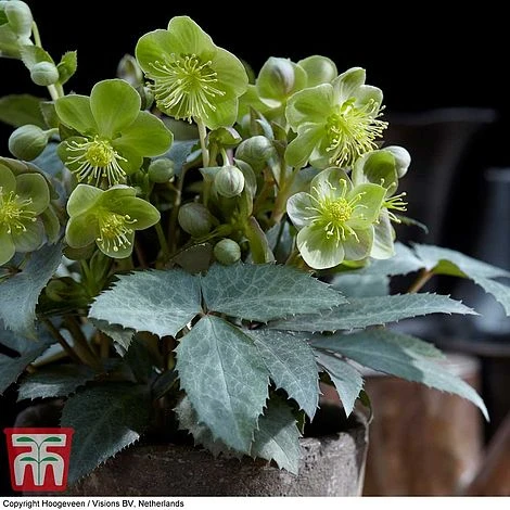 Hellebore 'Silver Dollar' - Image 4