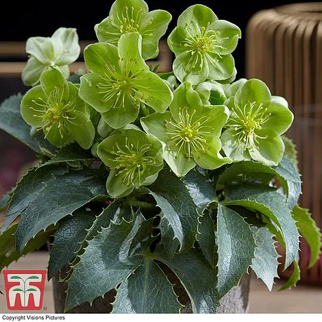 Hellebore Argutifolius - Image 2