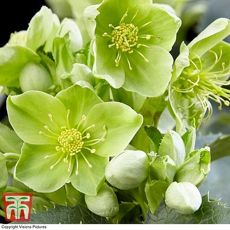 Hellebore Argutifolius