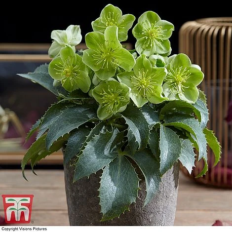 Hellebore Argutifolius - Image 3