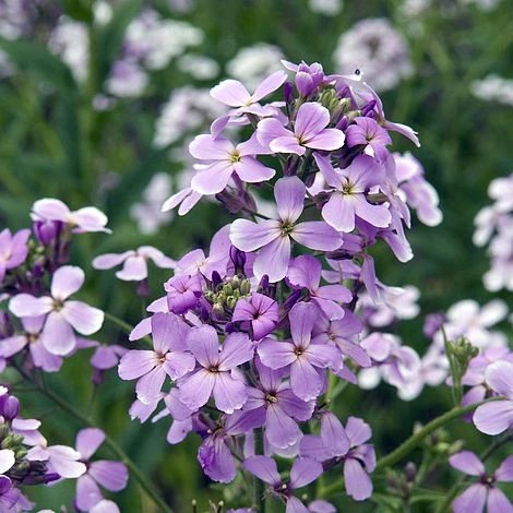Hesperis Matronalis