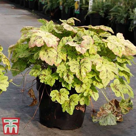 Heucherella 'Solar Power' - Image 2