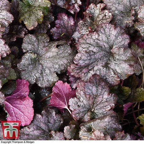 Heuchera 'Plum Pudding' - Image 6