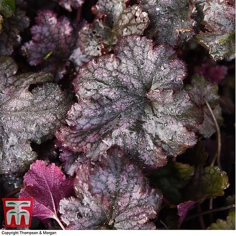 Heuchera 'Plum Pudding' - Image 7