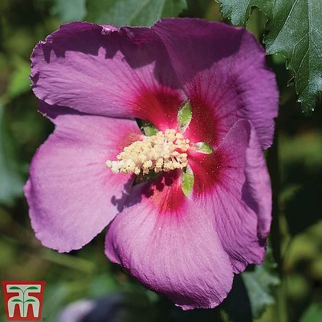 Hibiscus 'Walberton’s® Rose Moon' - Image 2