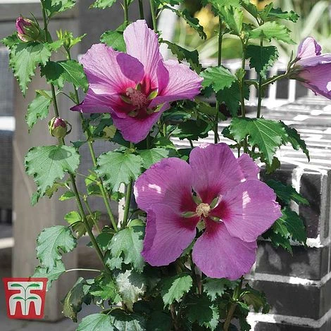 Hibiscus 'Walberton’s® Rose Moon'