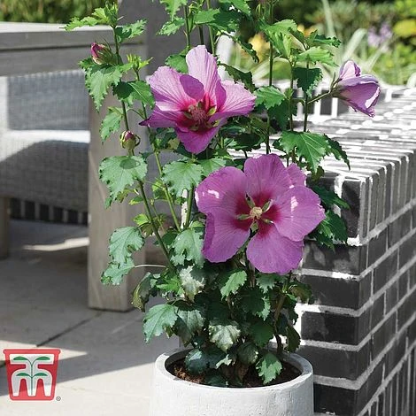 Hibiscus 'Walberton’s® Rose Moon' - Image 3