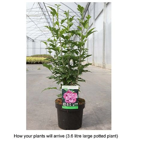 Hibiscus Syriacus 'Kakapo' - Image 2