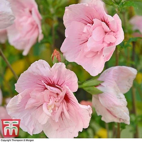 Hibiscus Syriacus 'Pink Chiffon' - Image 2