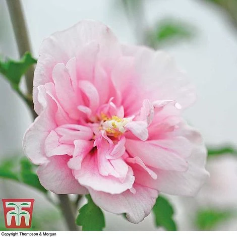 Hibiscus Syriacus 'Pink Chiffon' - Image 3