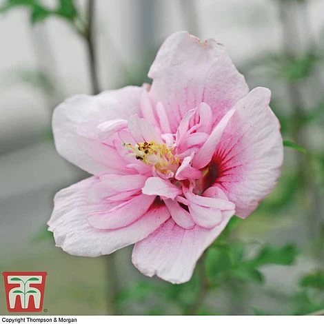 Hibiscus Syriacus 'Pink Chiffon' - Image 4