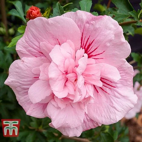 Hibiscus Syriacus 'Pink Chiffon' - Image 5