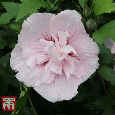 Hibiscus Syriacus 'Pink Chiffon' - Image 6