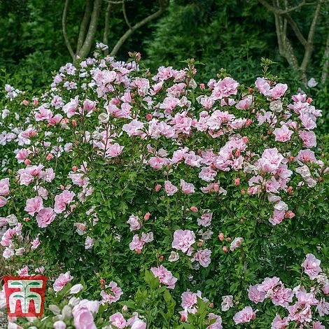 Hibiscus Syriacus 'Pink Chiffon' - Image 7